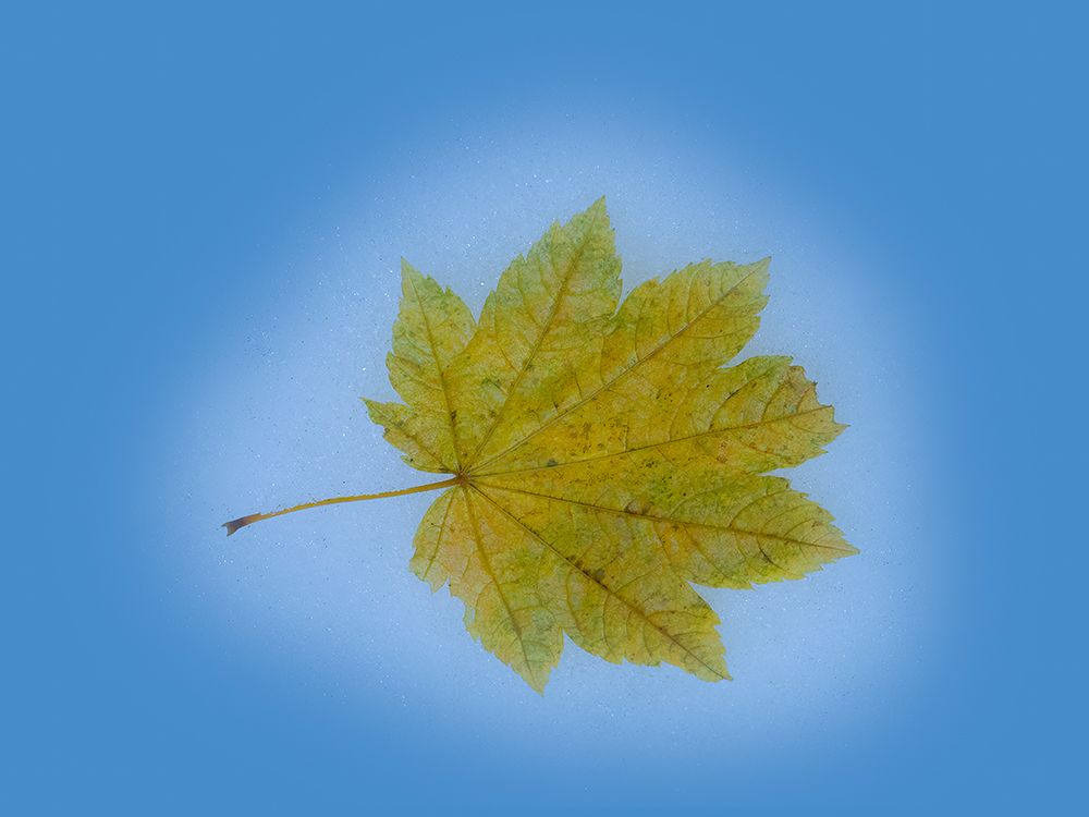 USA-Washington State Autumn Maple leaf still-life on blue background
